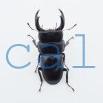 Dorcus nosei