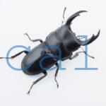 Dorcus nosei