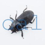  Dorcus nosei