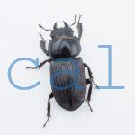  Dorcus nosei