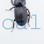 Dorcus nosei