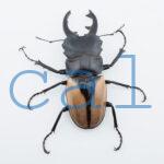 Odontolabis burmeisteri 