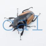 Odontolabis burmeisteri 