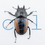 Odontolabis burmeisteri