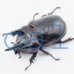 Strategus longichomperus