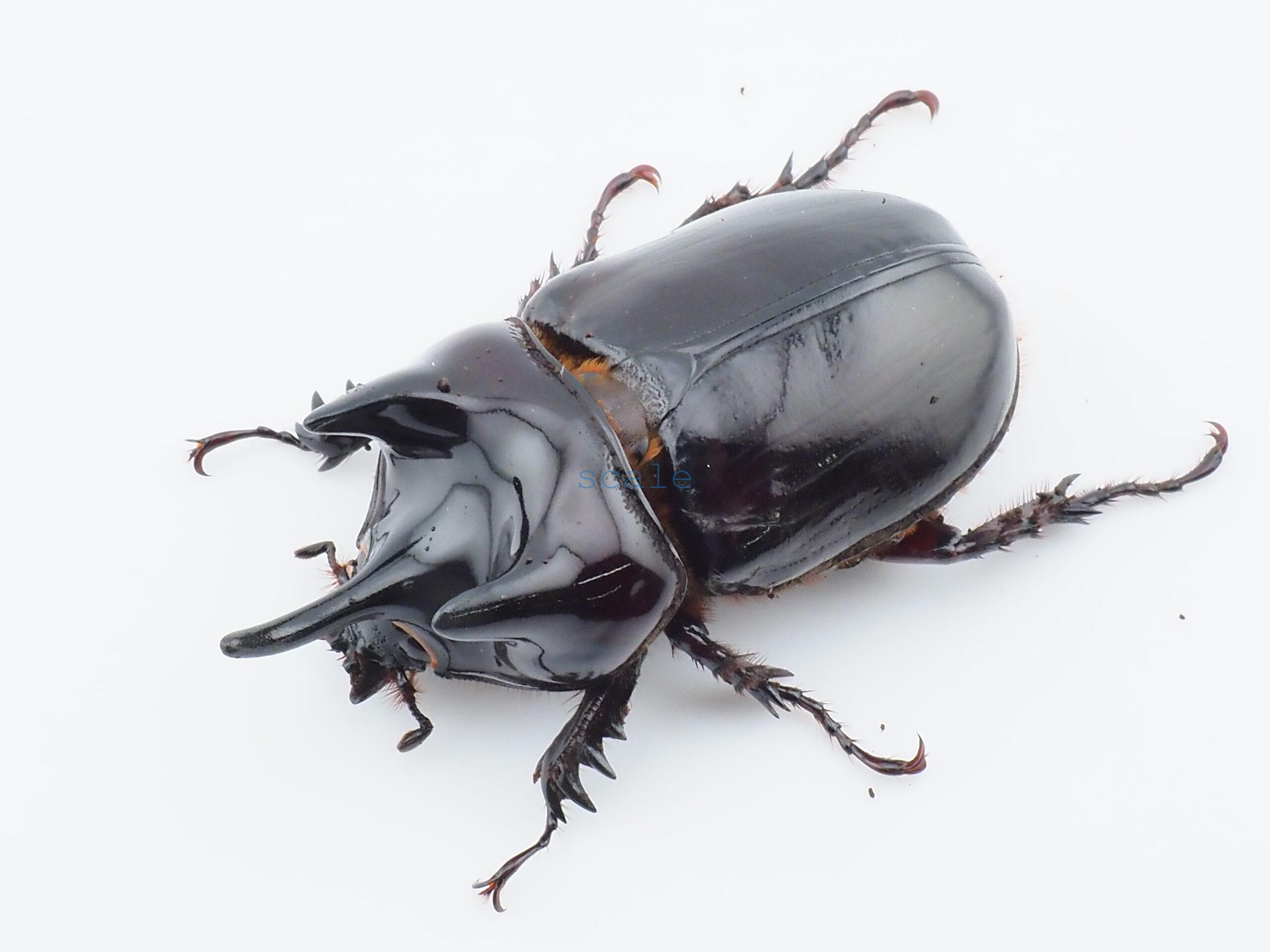 Strategus longichomperus