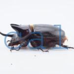 Strategus longichomperus