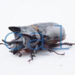 Strategus longichomperus