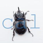 Strategus longichomperus