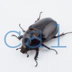 Strategus longichomperus