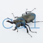 Prismognathus dauricus