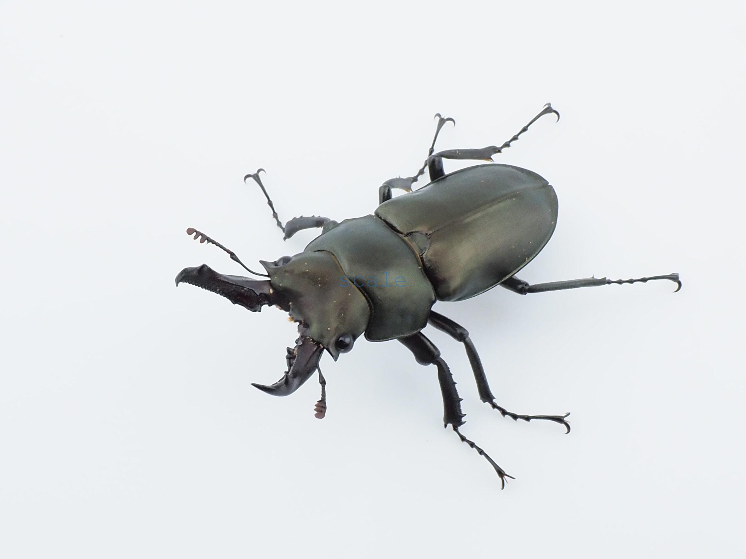 Prismognathus dauricus