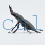 Prismognathus dauricus