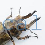 Allotopus moellenkampi babai