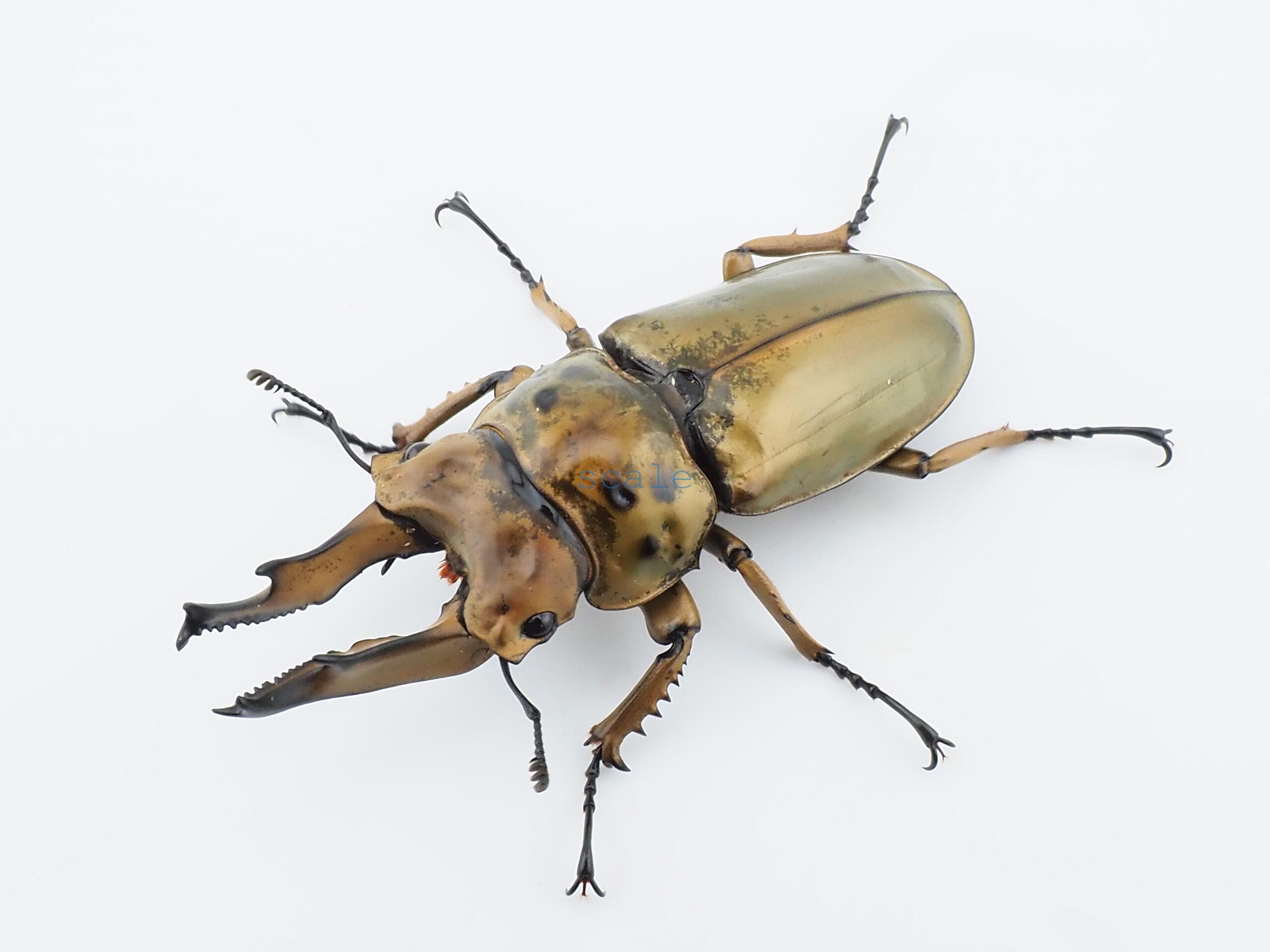 Allotopus moellenkampi babai