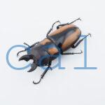 Prosopocoilus biplagiatus