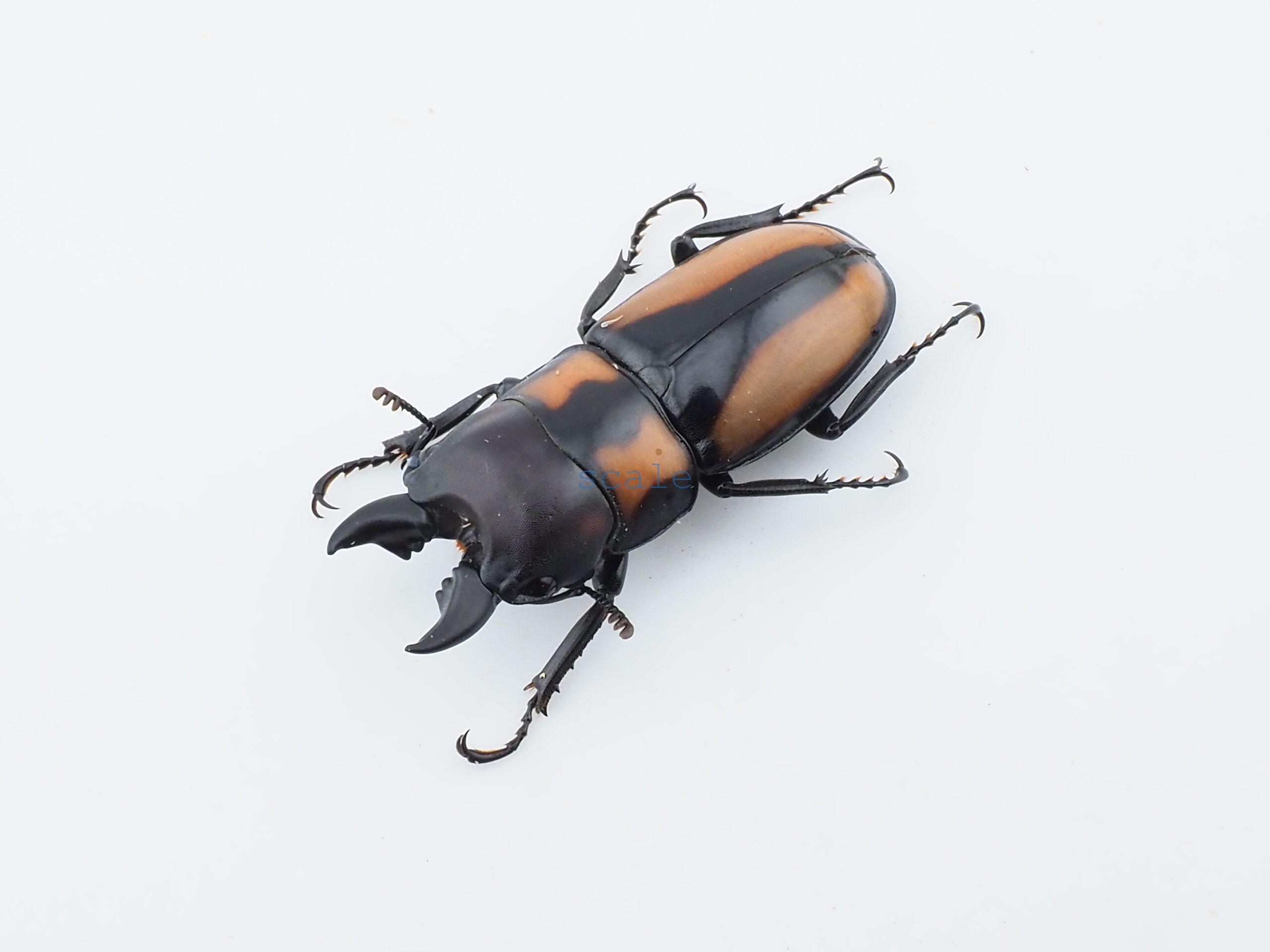 Prosopocoilus biplagiatus