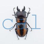 Prosopocoilus biplagiatus