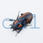 Prosopocoilus biplagiatus
