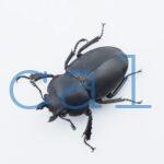 Odontolabis platynota coomani3