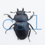Odontolabis platynota coomani3