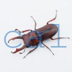 Dorcus axisopsis