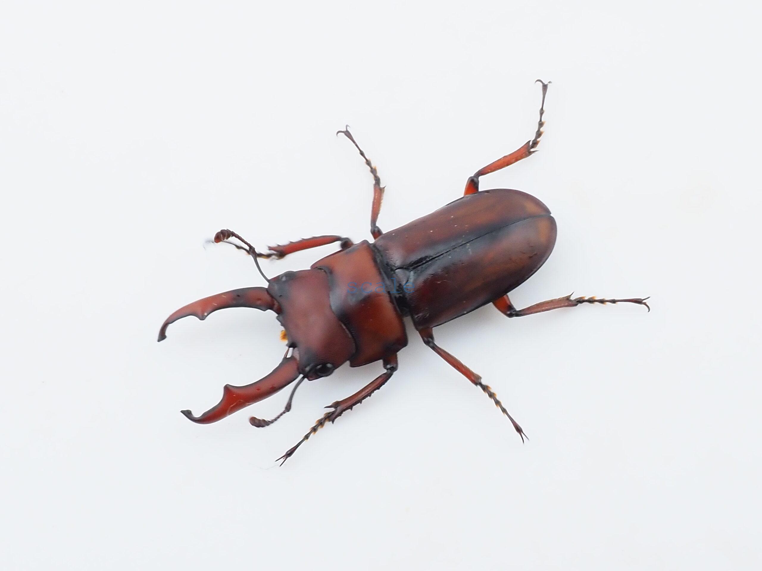 Dorcus axisopsis