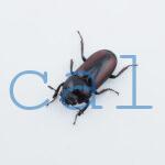 Dorcus axisopsis
