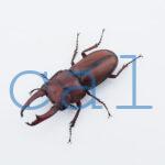 Dorcus axisopsis1