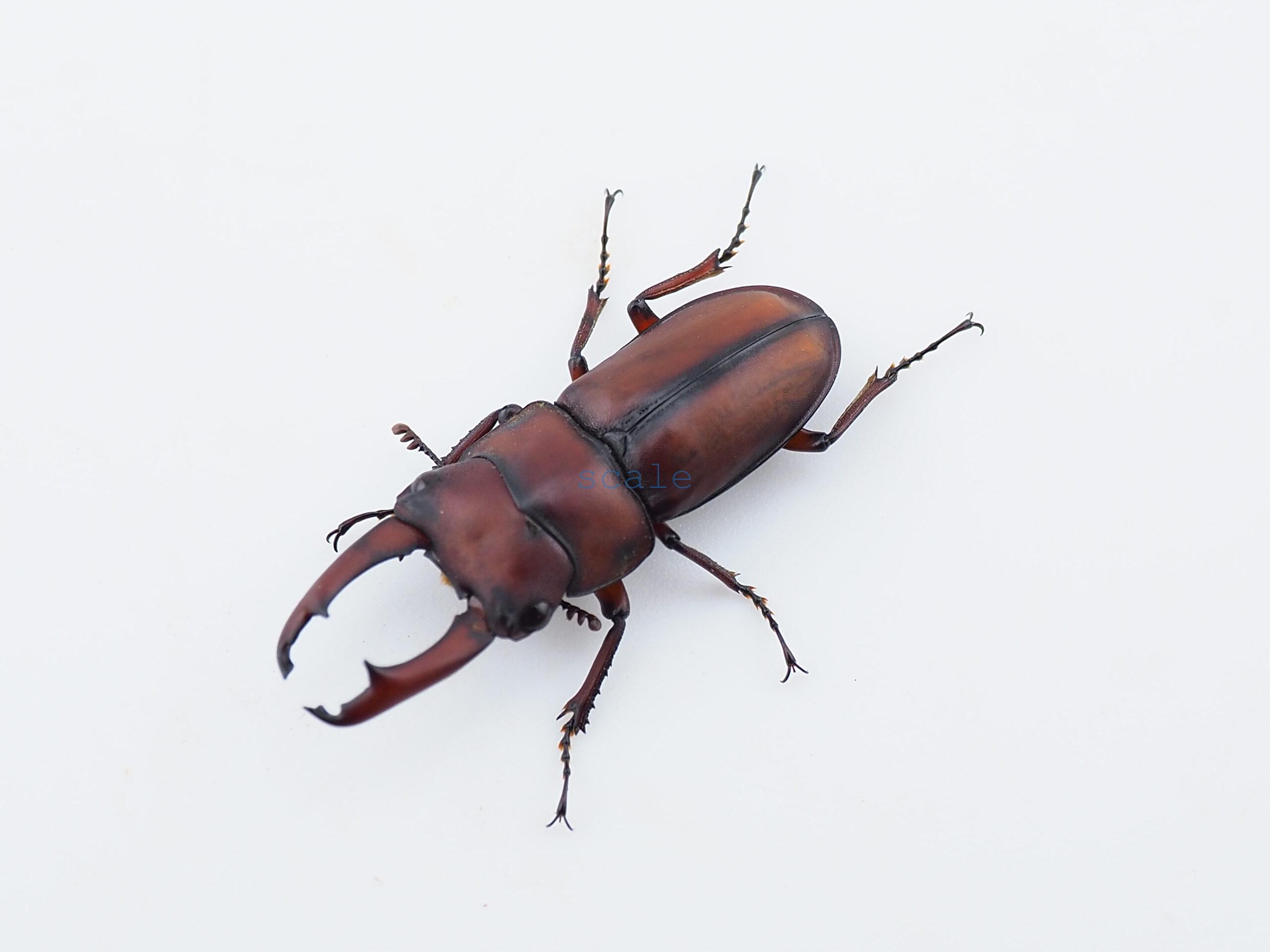 Dorcus axisopsis1