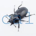 Hexarthrius sp.