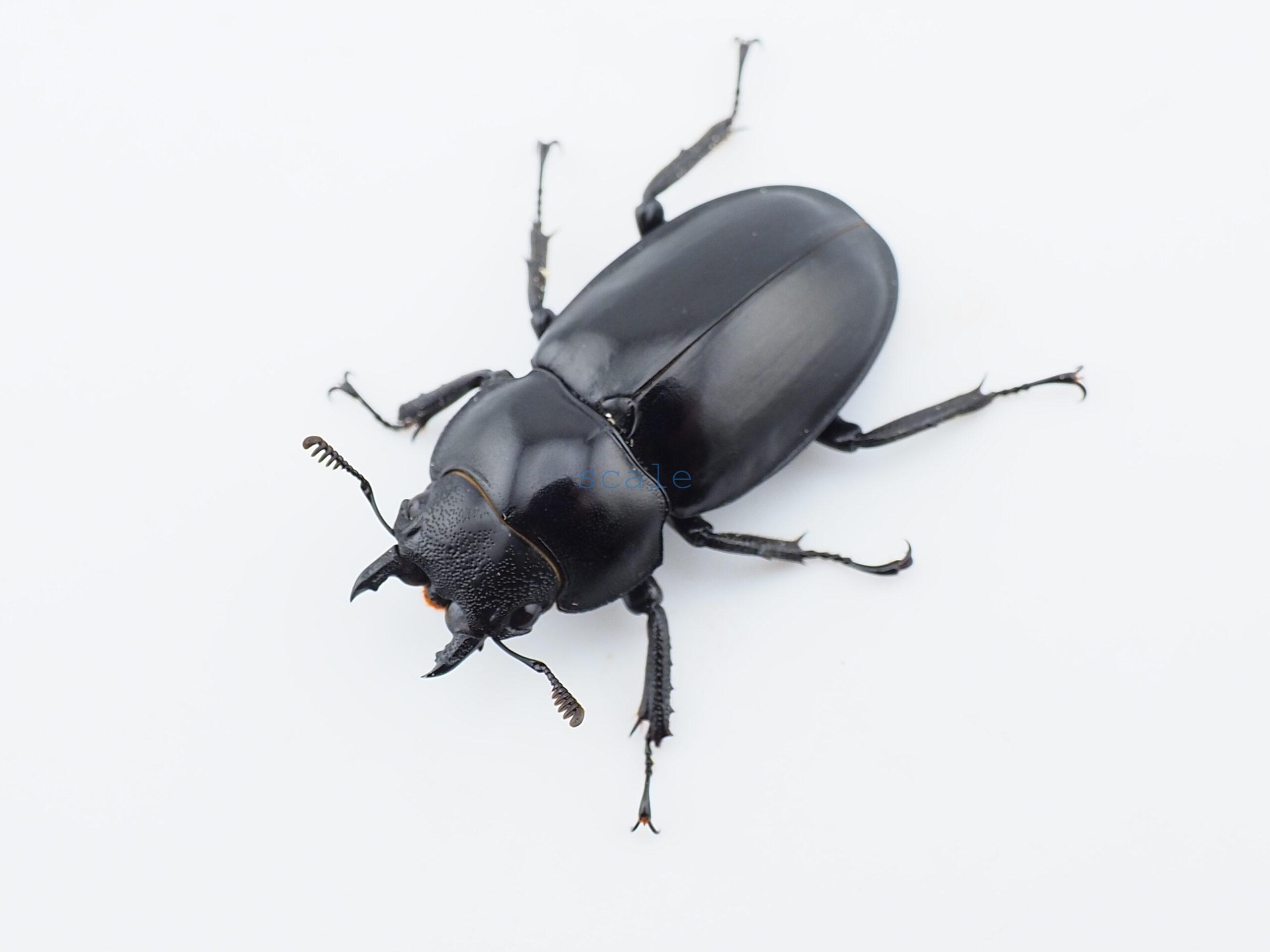 Hexarthrius sp.
