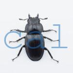Hexarthrius sp.
