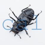 Hexarthrius sp.
