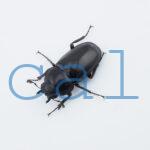 Prosopocoilus buddha approximatus