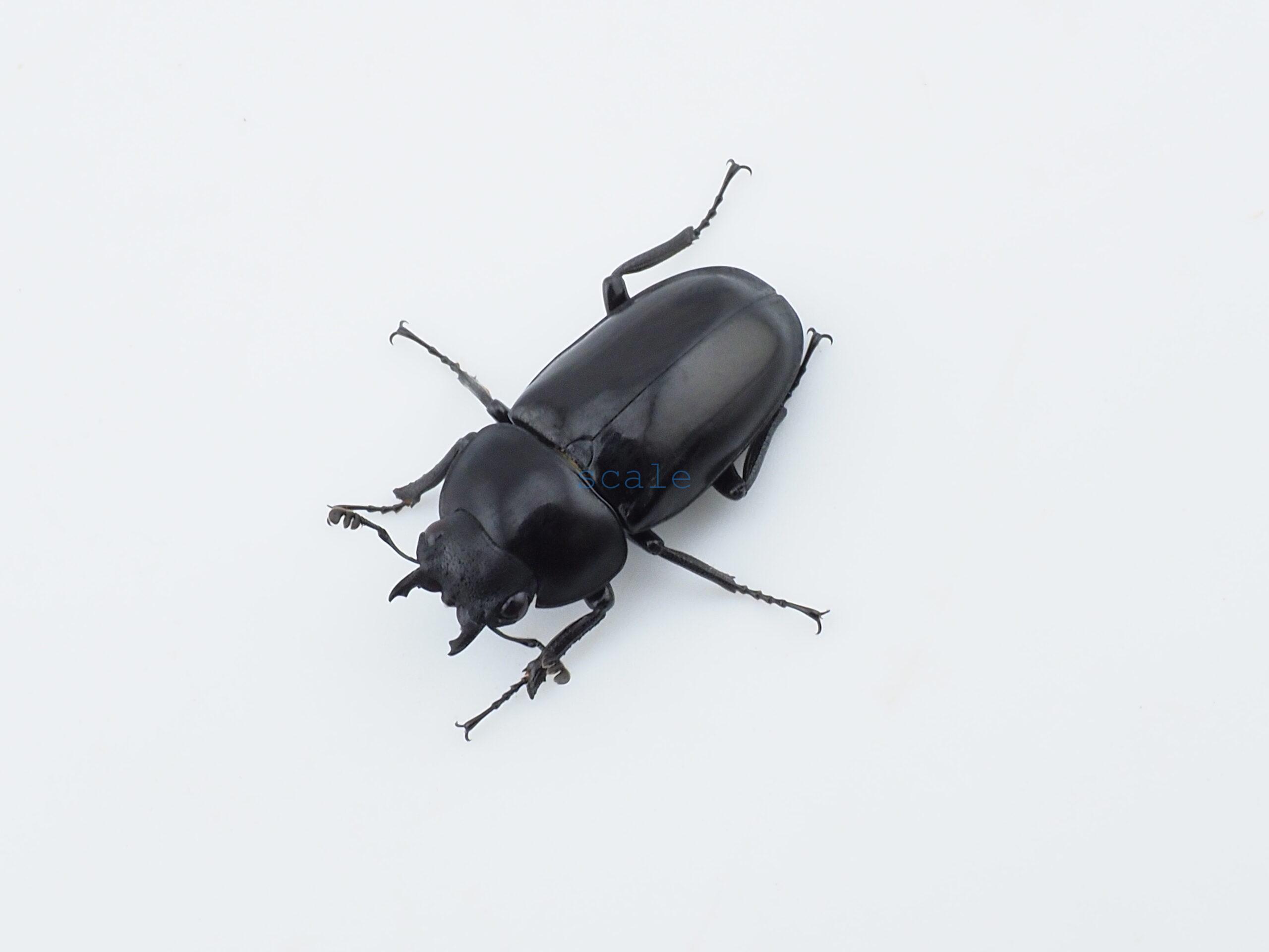 Prosopocoilus buddha approximatus