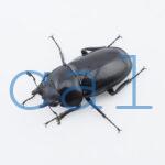 Prosopocoilus buddha approximatus