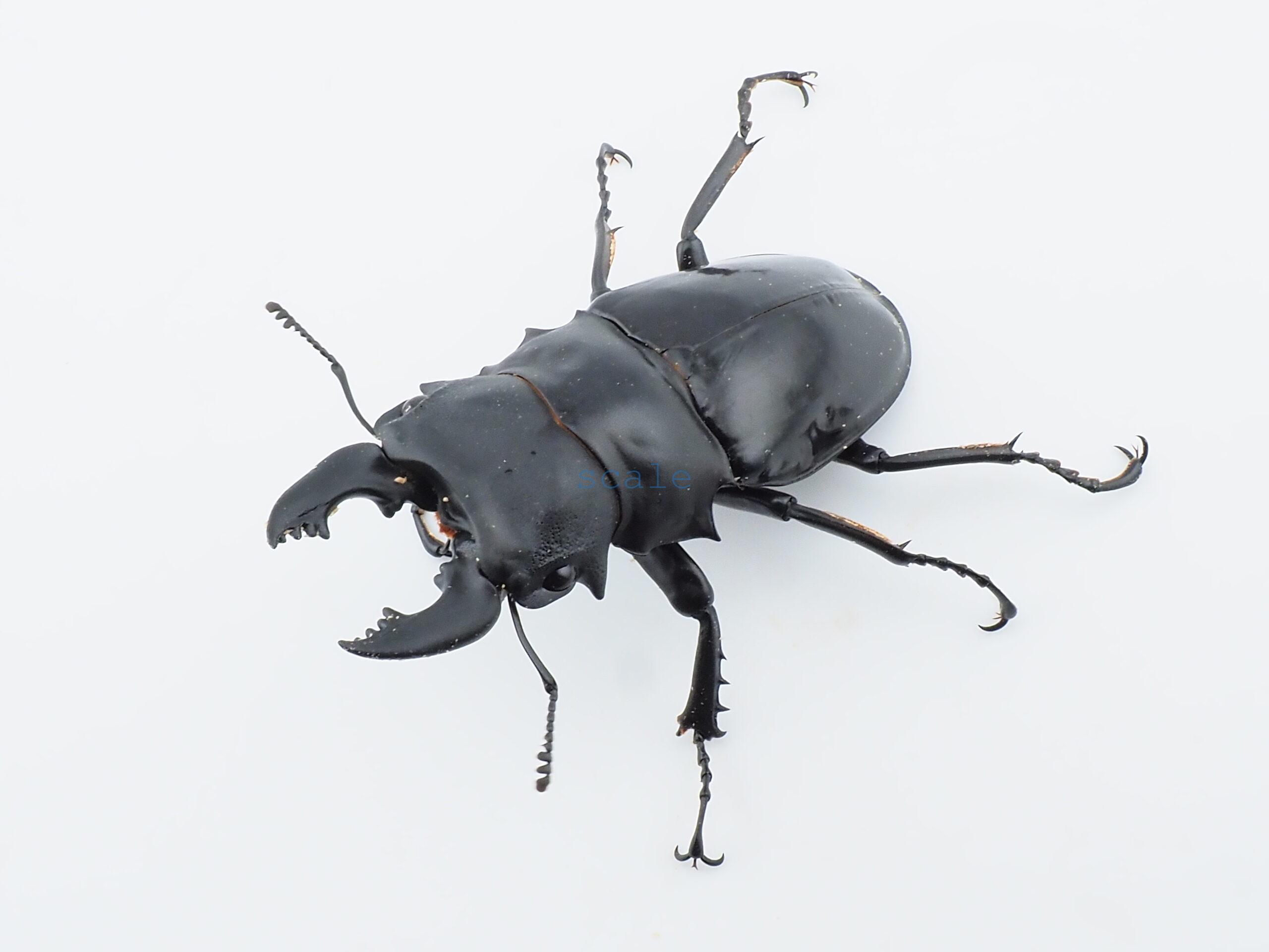 Odontolabis siva