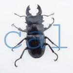 Odontolabis siva