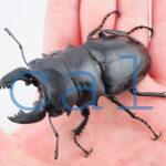 Odontolabis siva