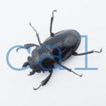Odontolabis siva