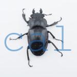 Odontolabis siva