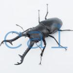 Prosopocoilus giraffa giraffask