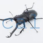 Prosopocoilus giraffa giraffaskM
