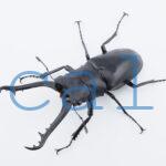 Prosopocoilus giraffa giraffaskS