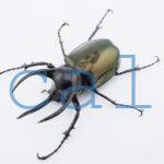 Chalcosoma atlas mantetsu
