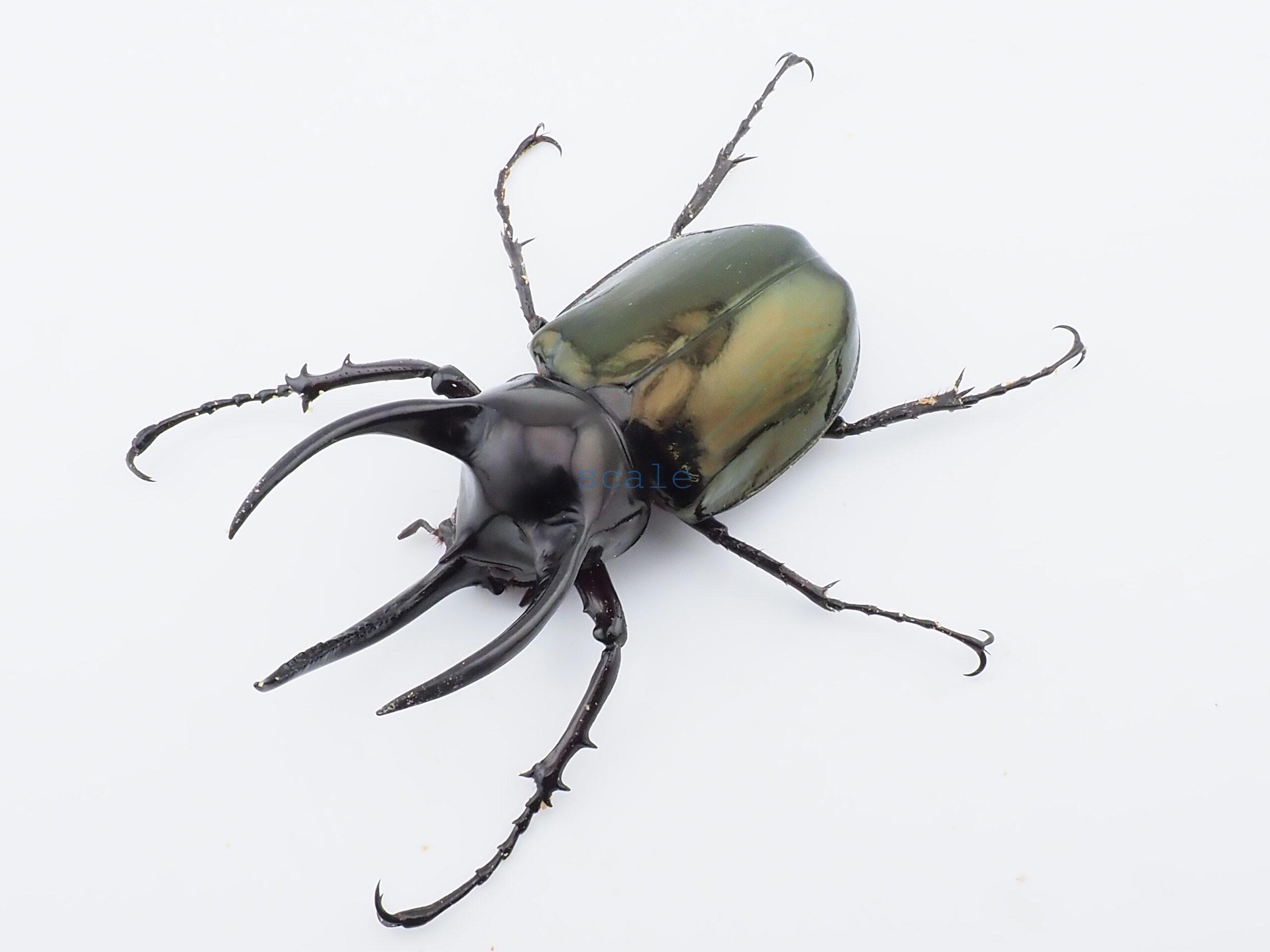 Chalcosoma atlas mantetsu