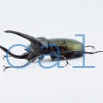 Chalcosoma atlas mantetsu