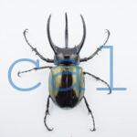 Chalcosoma atlas mantetsu