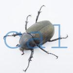 Chalcosoma atlas mantetsu